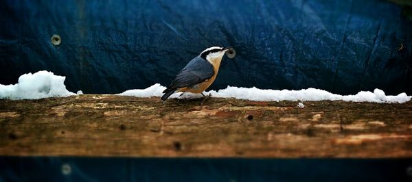 Bird perching on tree trunk