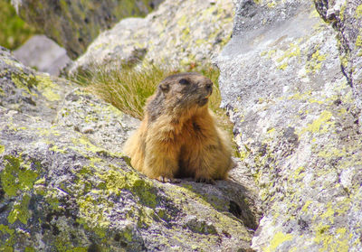 Squirrel sitting on rock