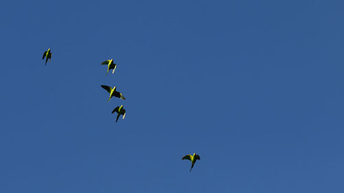 Low angle view of birds flying in sky