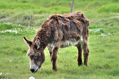 Donkey grazing on grassy field