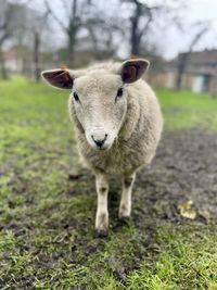 Portrait of an animal on field