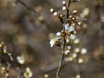 Close-up of cherry blossoms in spring