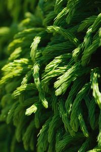Full frame shot of fresh wired green plant