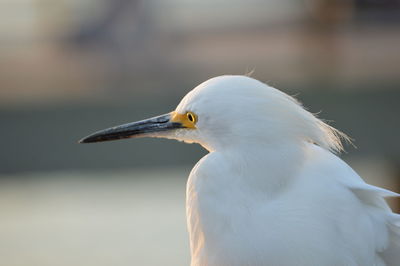 Close-up of a bird