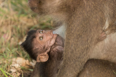 Close-up of long-tailed macaque feeding infant on field at zoo