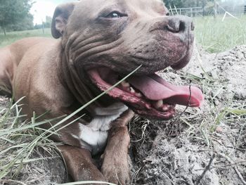 Close-up portrait of dog sticking out tongue