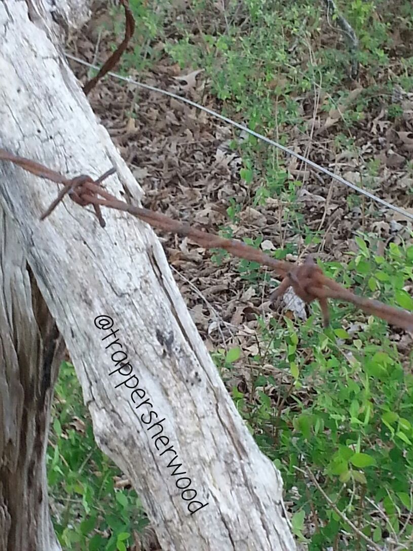 CLOSE-UP OF TREE TRUNK