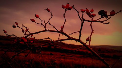 Close-up of plants against sky at sunset