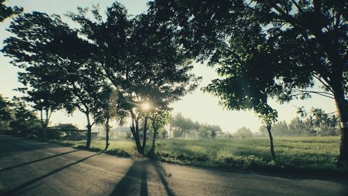 Sunlight streaming through trees on field