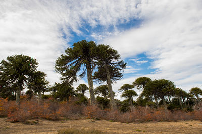 Low angle view of trees on field against sky