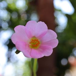 Close-up of pink flower