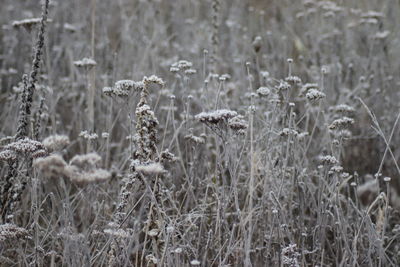 Close-up of dry plants on field during winter