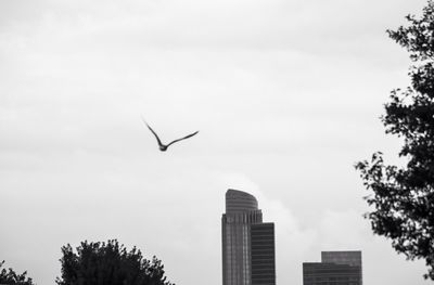 Low angle view of birds flying in sky