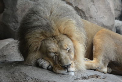 Close-up of a sleeping lion