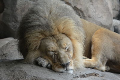 Close up of sleeping cat