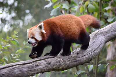 Red panda walking on branch