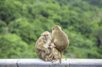 Father, mother and baby monkey sitting on a fence blocking the road background green leaves.