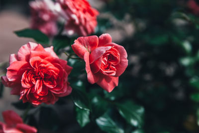 Close-up of rose bouquet