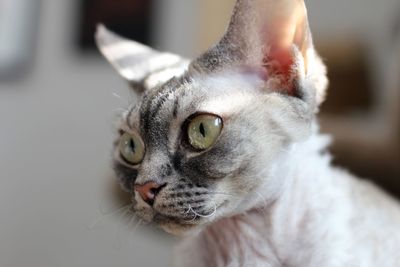 Close-up portrait of a cat