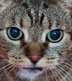 Close-up portrait of a cat