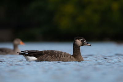 Close-up of duck swimming in lake