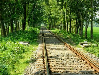 Railroad tracks in forest