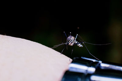 Close-up of spider on hand