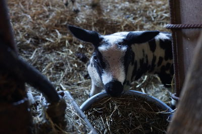 Close-up of horse