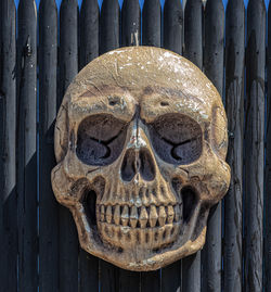 bone