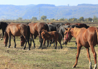 Horses on a field