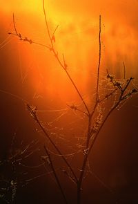 Close-up of plant against sky during sunset