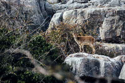 Spanish ibex on rock formation