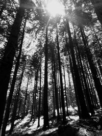 Sun shining through trees in forest