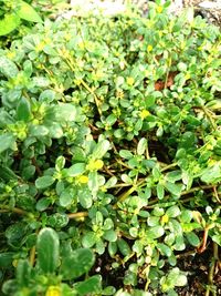 High angle view of plants growing on field