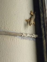 Close-up of insect on wall