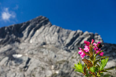 Close-up of pink flowering plant against rock