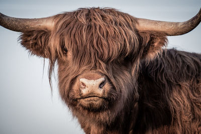 Close-up of a horse