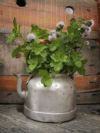 Close-up of potted plant on table