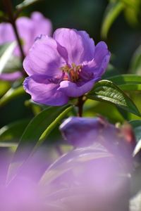 Close-up of purple flowering plant
