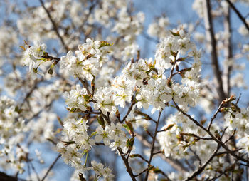 Close-up of white cherry blossom tree