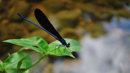 Close-up of grasshopper