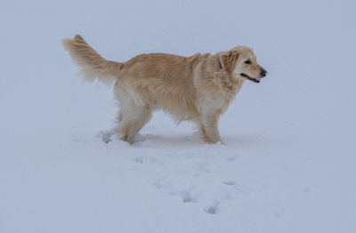 Dog on snow covered land