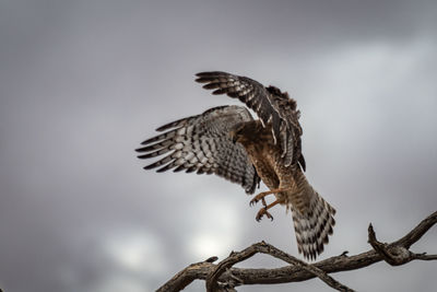 Low angle view of bird flying against cloudy sky