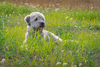 Small dog sitting on grass