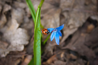 Close-up of insect on flower