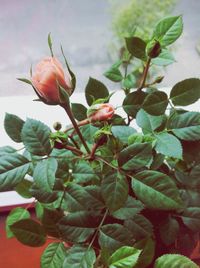 Close-up of red flowers