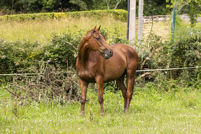 Horse standing in field