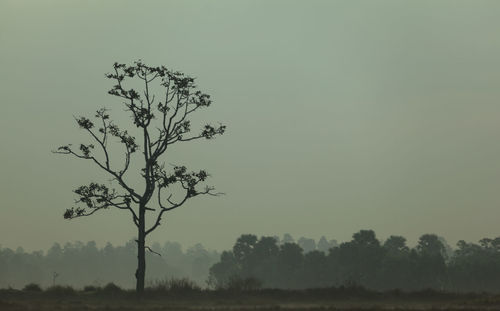 Tree on field against clear sky