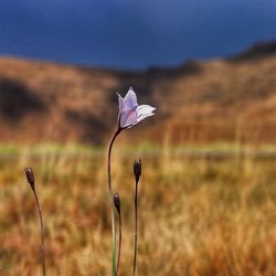 Close-up of flower on field against sky