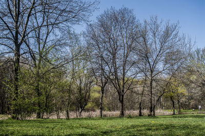 Bare trees against sky